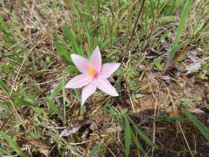 Gethyllis villosa, photographed by linkie