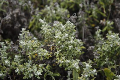 Helichrysum patulum, photographed by Tony Rebelo