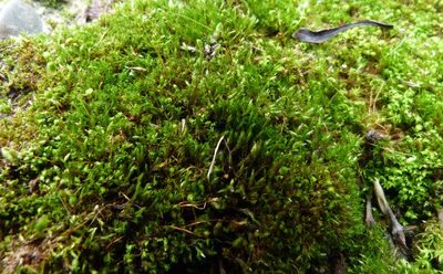 Gemmabryum coronatum, photographed by Colin Meurk