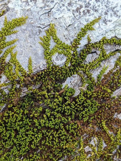 Drummondia prorepens, photographed by Kristi Zoebelein