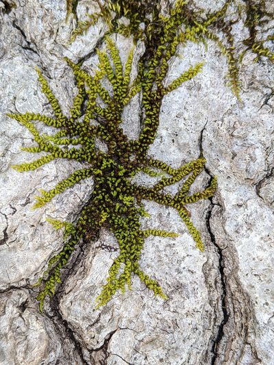 Drummondia prorepens, photographed by Kristi Zoebelein