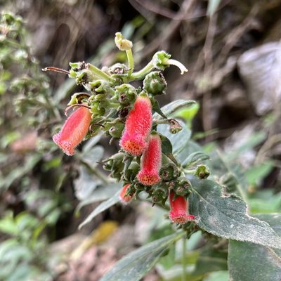 Kohleria spicata, photographed by Sue Carnahan