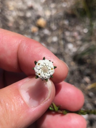 Phylica disticha, photographed by Charleen Brunke