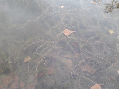 Myriophyllum spicatum, photographed by Andrew Bazdyrev