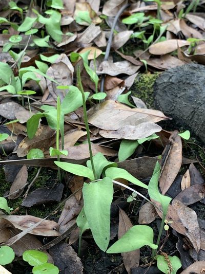 Ophioglossum petiolatum, photographed by Claire Herzog