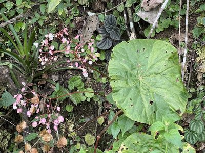 Begonia serotina, photographed by Sue Carnahan