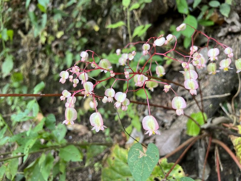 Begonia serotina, photographed by Sue Carnahan