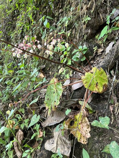Begonia serotina, photographed by Sue Carnahan