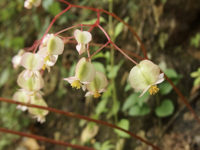 Begonia serotina, photographed by Sue Carnahan