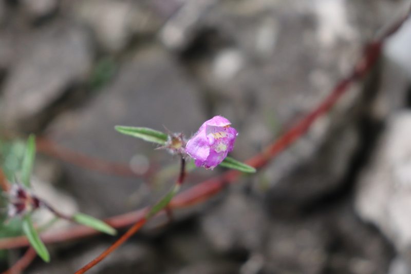 Galeopsis angustifolia, photographed by Bastien Alegot