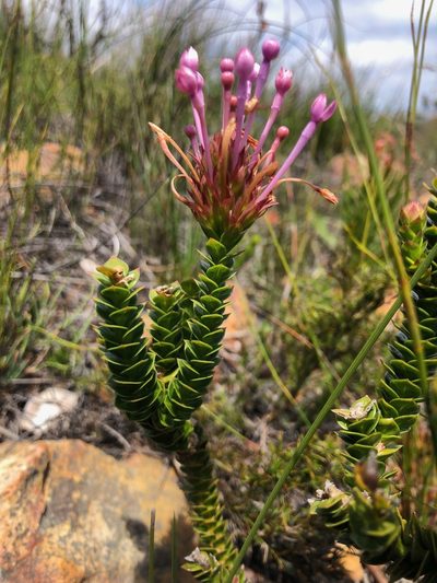 Rhigiophyllum squarrosum, photographed by Charleen Brunke