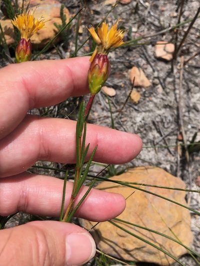 Pteronia tenuifolia, photographed by Charleen Brunke