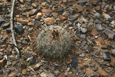 Coryphantha compacta, photographed by Alejandro Sigala Chávez