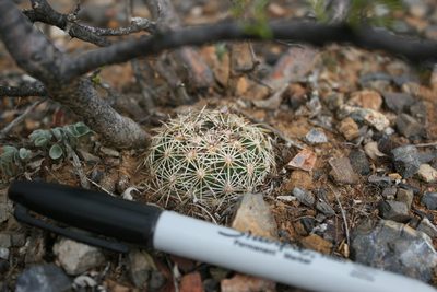 Coryphantha gracilis, photographed by Alejandro Sigala Chávez