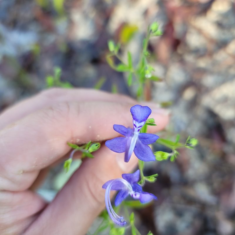 Trichostema setaceum, photographed by Alan Jeon