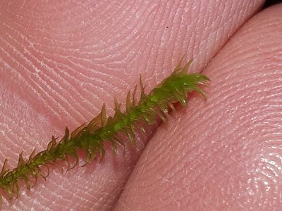 Anomodon viticulosus, photographed by Markus Krieger