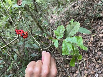 Cojoba rufescens, photographed by Sue Carnahan
