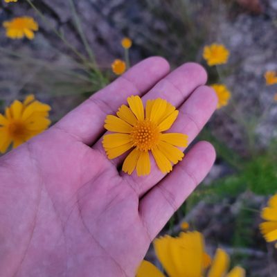 Balduina angustifolia, photographed by Alan Jeon