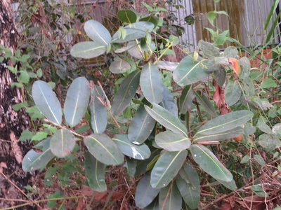 Ficus elastica, photographed by insect ID