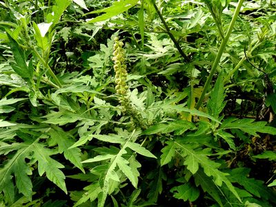 Ambrosia arborescens, photographed by Naturalist Tours