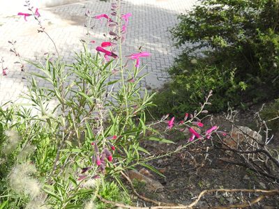 Salvia orbignaei, photographed by Naturalist Tours