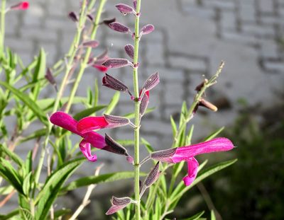 Salvia orbignaei, photographed by Naturalist Tours