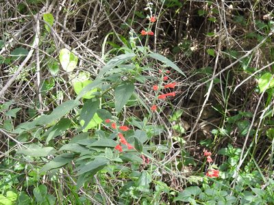 Salvia haenkei, photographed by Naturalist Tours