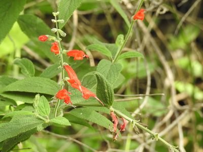 Salvia haenkei, photographed by Naturalist Tours