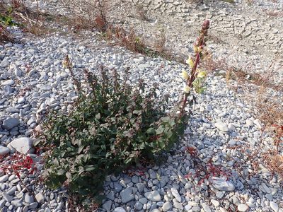 Antirrhinum latifolium, photographed by Fabien Piednoir