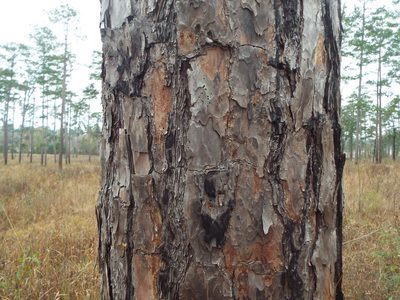 Pinus echinata, photographed by Jonathan Layman
