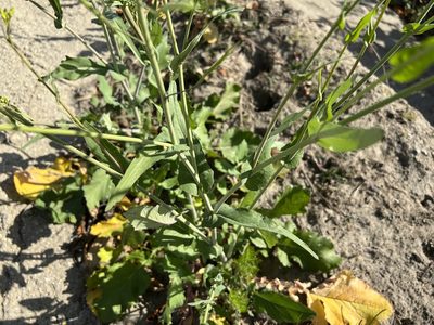 Brassica rapa, photographed by nmoorhatch