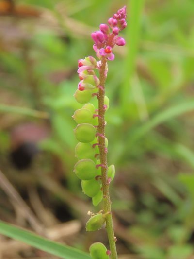 Polygala tatarinowii, photographed by chiuluan