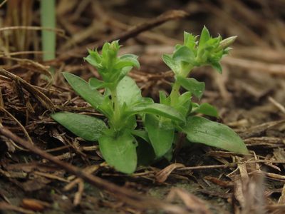 Gentiana yokusai, photographed by chiuluan