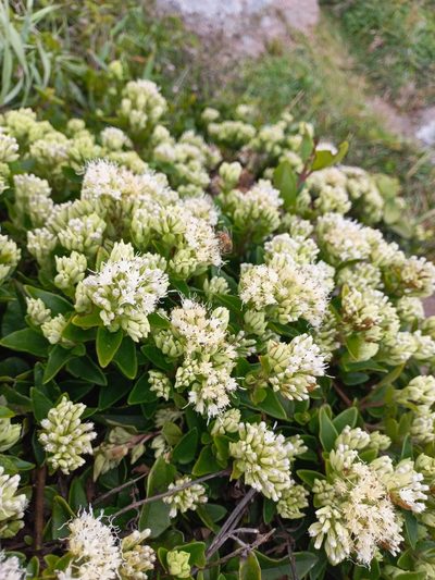 Mikania involucrata, photographed by JG