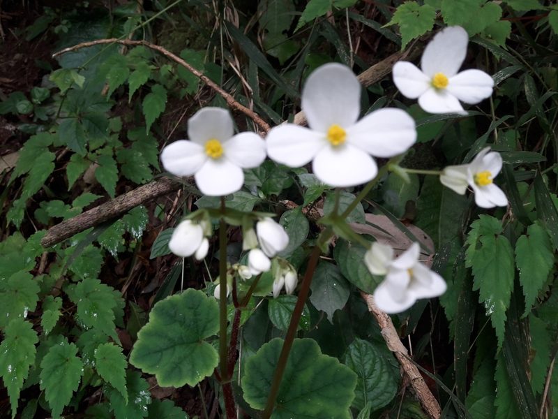 Begonia geranioides, photographed by Ferncliffe forest wilding