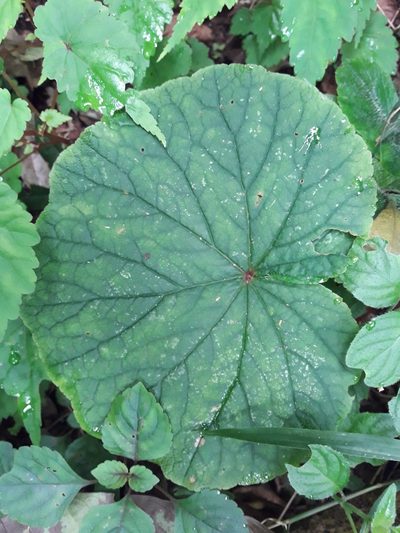 Begonia geranioides, photographed by Ferncliffe forest wilding