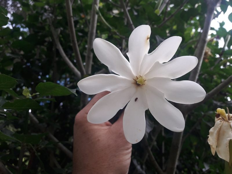 Gardenia thunbergia, photographed by Ferncliffe forest wilding