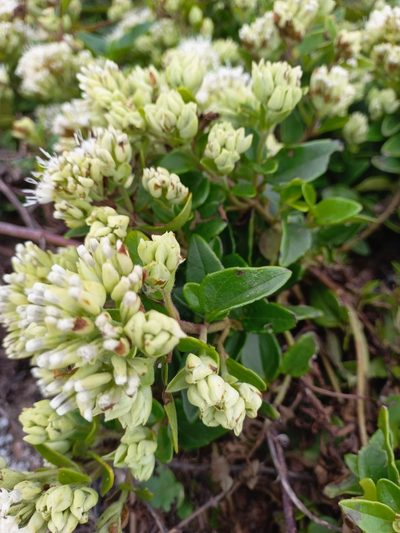 Mikania involucrata, photographed by JG