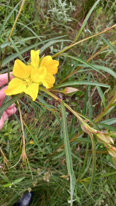 Ludwigia longifolia, photographed by JG