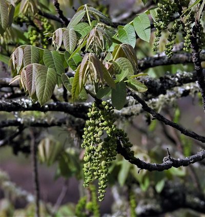 Juglans australis, photographed by Hugo Hulsberg