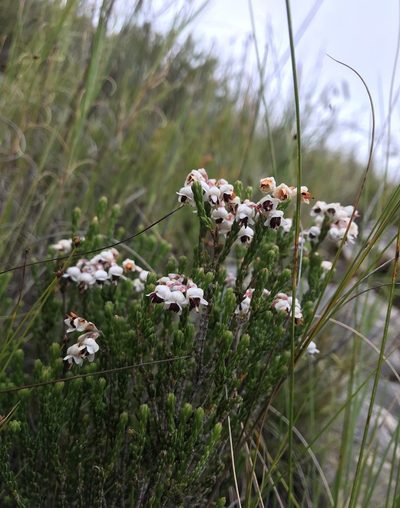 Erica pseudocalycina, photographed by Ren Hoekstra