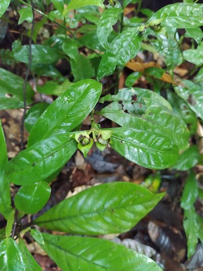 Faramea guianensis, photographed by Guillaume Delaitre