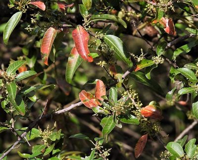Schinus gracilipes, photographed by Hugo Hulsberg