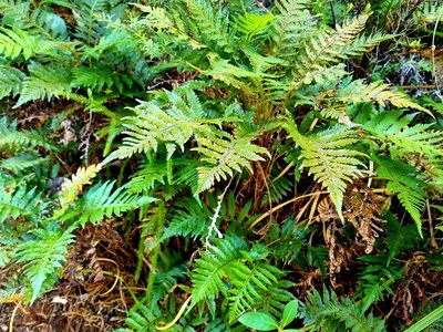 Diploblechnum fraseri, photographed by Ian Armitage