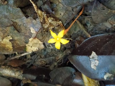 Voyria aurantiaca, photographed by Guillaume Delaitre