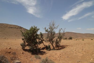 Sideroxylon spinosum, photographed by Olivier Argagnon