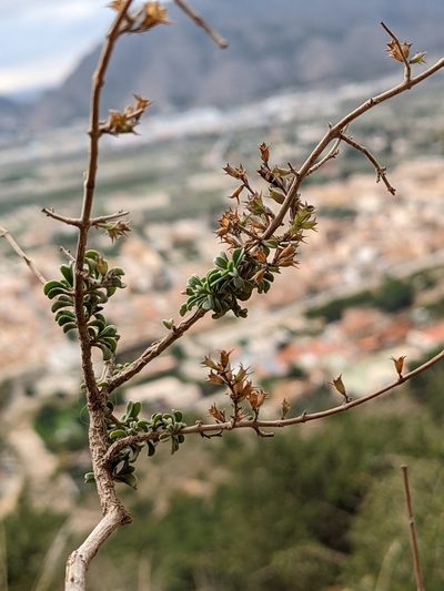 Satureja cuneifolia, photographed by Johannes