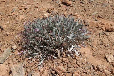 Ceratolimon feei, photographed by Olivier Argagnon