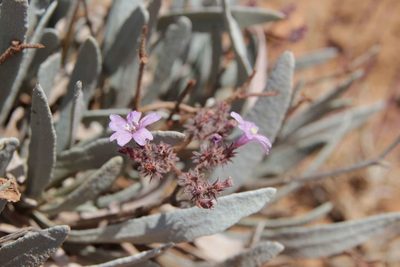 Ceratolimon feei, photographed by Olivier Argagnon