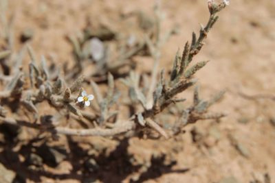 Morettia canescens, photographed by Olivier Argagnon